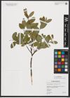 Foto von Salix myrtilloides L.